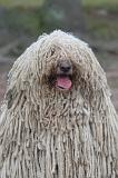 KOMONDOR 161